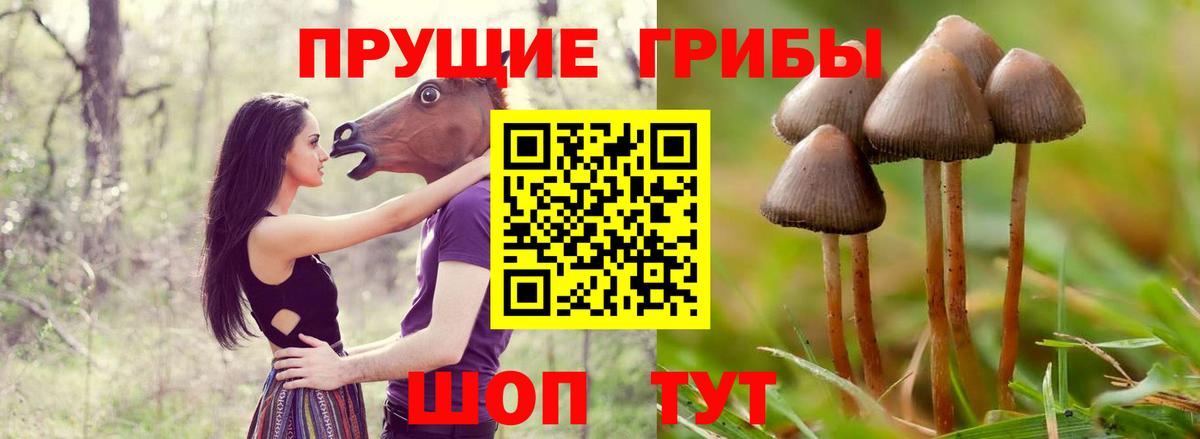 Пугачёв  Галлюциногенные грибы Psilocybe  Вход с VPN  Псилоцибиновые грибы Psilocybe 